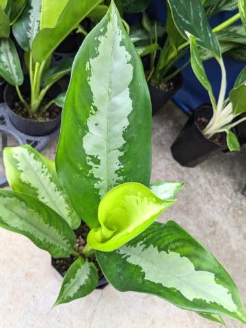 Amazon｜◎アグラオネマ・シルバーライン 4号◎バイカラー｜観葉植物